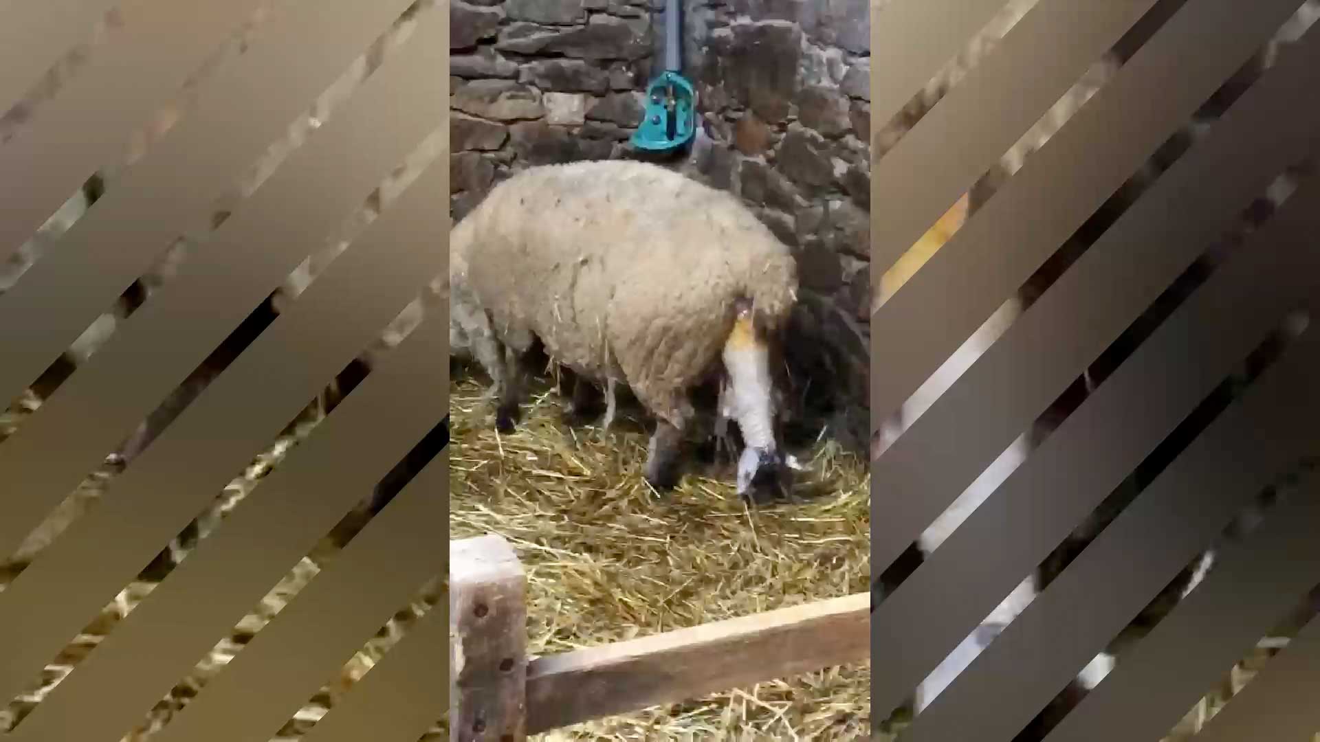 Eine Lämmergeburt
